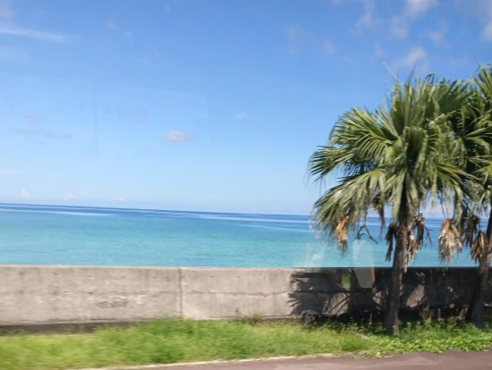 サイズがデカすぎて恐竜アップできませんでした