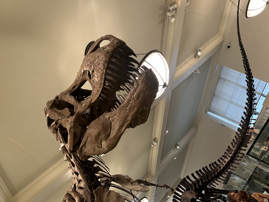 あの有名なティラノザウルス！