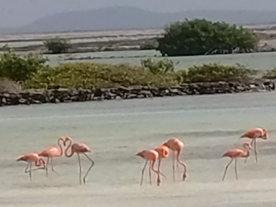 すぐ近くで見れました。翔び立つときよそ見して撮れず。