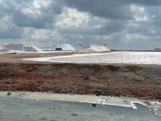 近くには行けず。塩屋はいない。