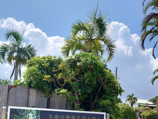 ガンガラーの谷へ