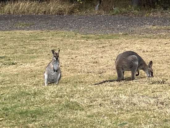 午前中であればワラビーにも会えます