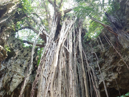 大主(ウフシュ)ガジュマル