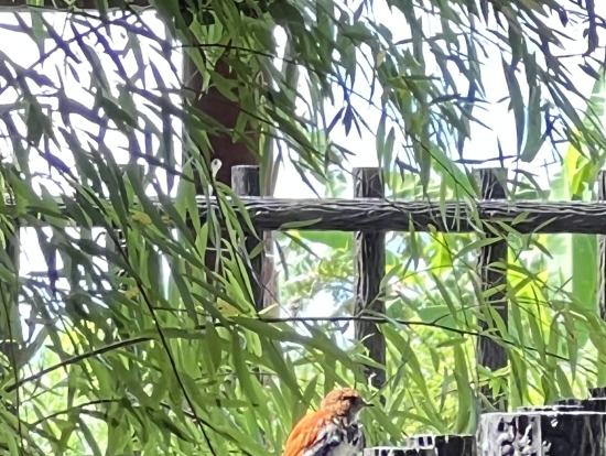 希少なアカヒゲに遭遇