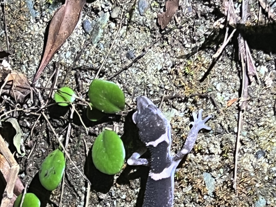 オビトカゲモドキ