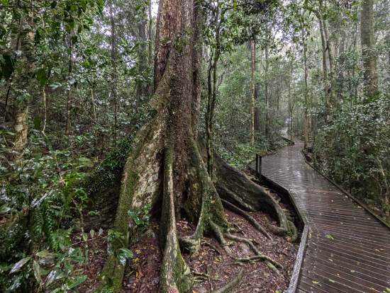 Rainforest in the rain