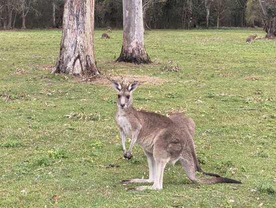 自然な様子のカンガルー