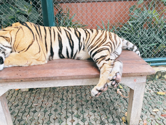 タイガー・キングダム スモールサイズ