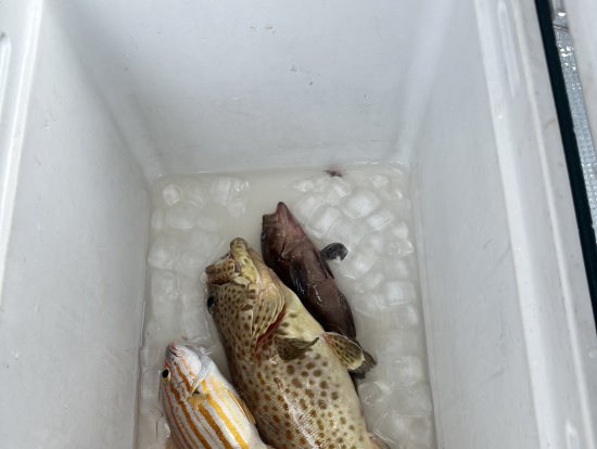 もう2-3びき釣りたかったです笑