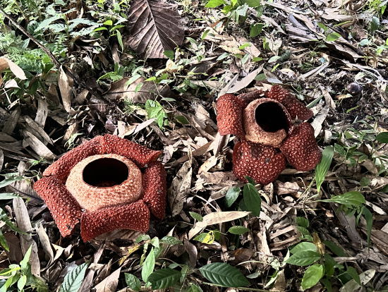 この2つは咲き始めてから5日目ぐらいだそう