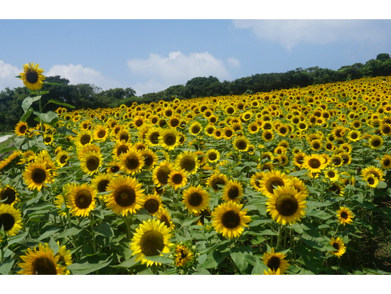 満開のひまわり畑