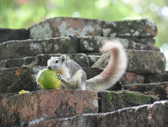 アユタヤのリス