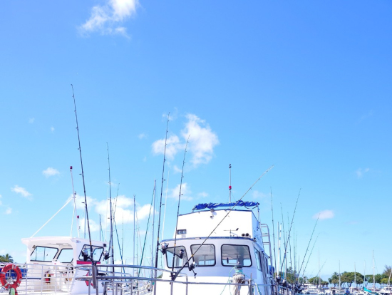 釣り竿がたくさんあります