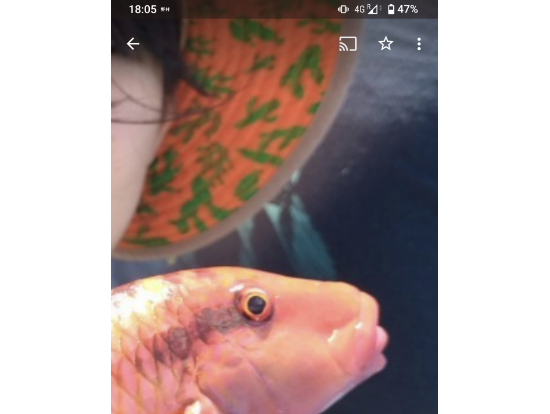 オジサンっぽい魚