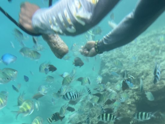 シュノーケリングツアー