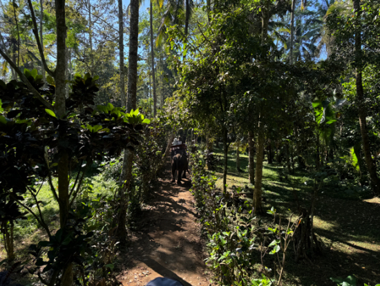 象乗りのコースの一部