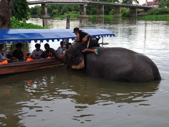 人懐っこい象です
