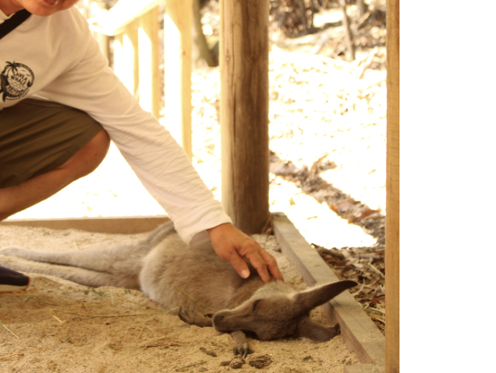 カンガルーとワラビーってどう違うのかなぁ(-_-)zzz
