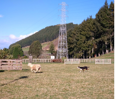 牧羊犬による羊追いのショー