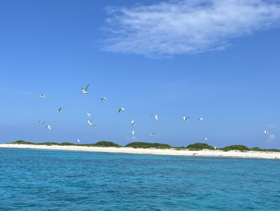 船到着前は鳥が出迎えてくれて。