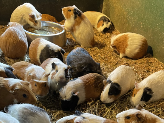 モルモットたち 時間によっては外のスペースで触れ合えます