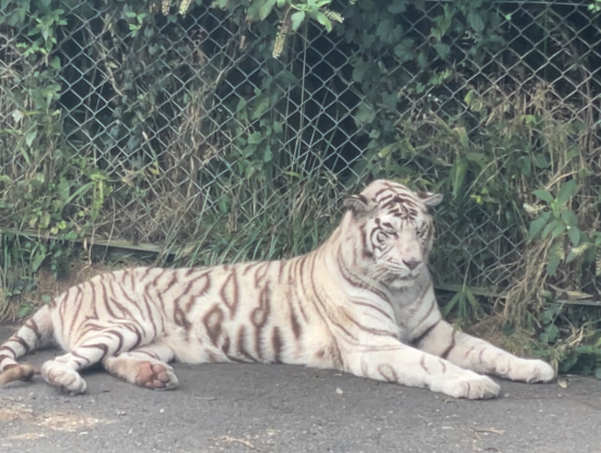 ホワイトタイガー ジャングルバス車内から見れました この子への餌やりはありません