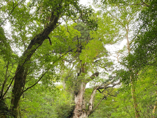 縄文杉を見上げる図ですが、下が切れてます