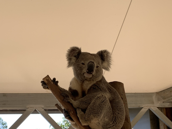 シドニー動物園のコアラ