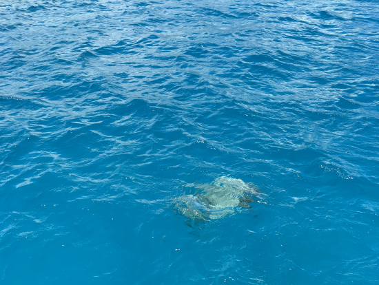 浮上してきたウミガメ