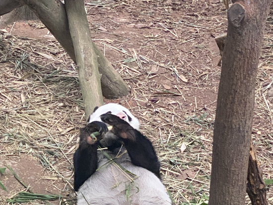 パンダは元気に竹を食べていました