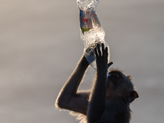 猿にメガネを取られている人がいました。要注意です