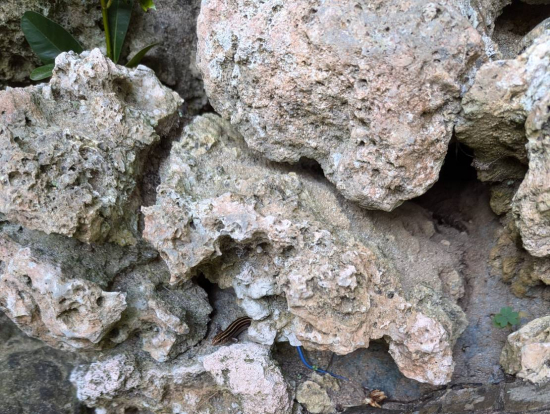 グラスボート乗り場付近にトカゲもいて子供が興味津々でした。