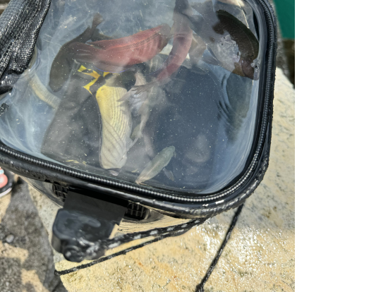 色とりどりの魚