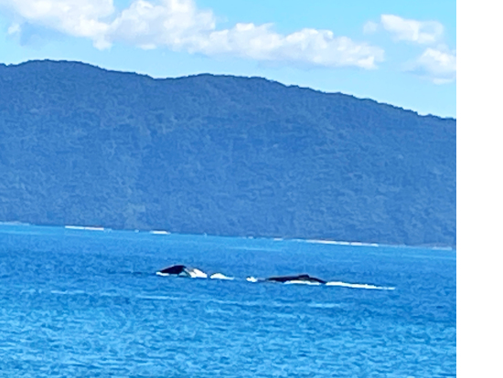 クジラが４頭も