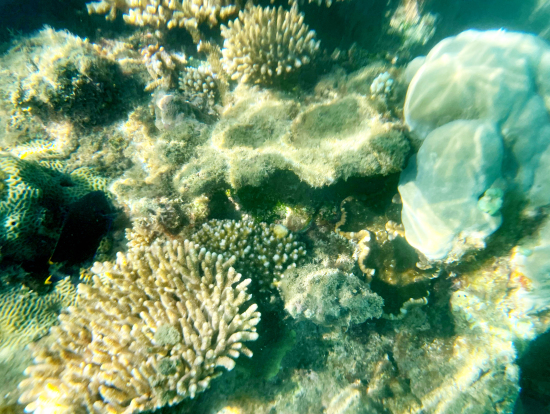 サンゴがたくさん