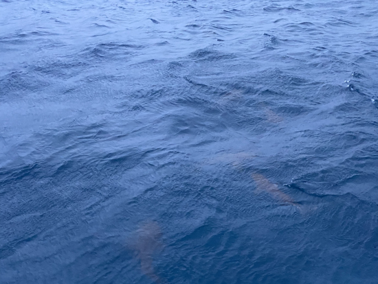 エサをあげたら小さなサメが沢山来ました笑