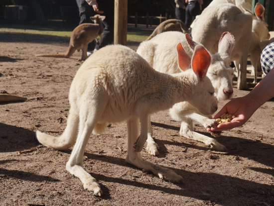 ちゃんとオーストラリアの動物とも触れ合えます。白いカンガルー!