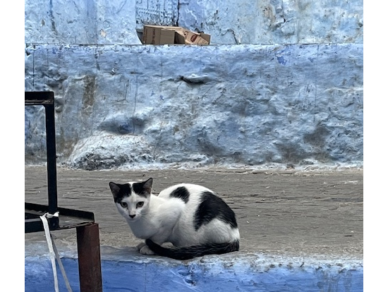 街中に猫がいます