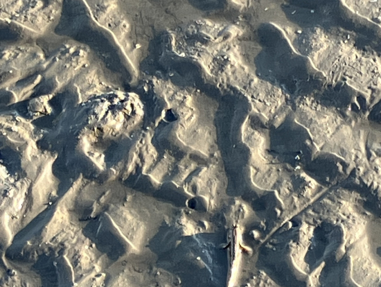 高美湿地でムツゴロウ見つけました！