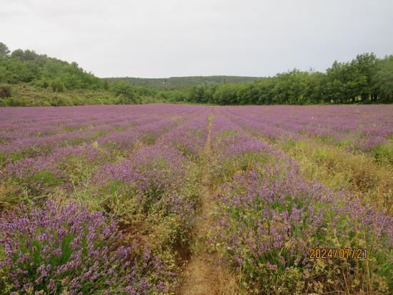 最初のラヴェンダー畑
