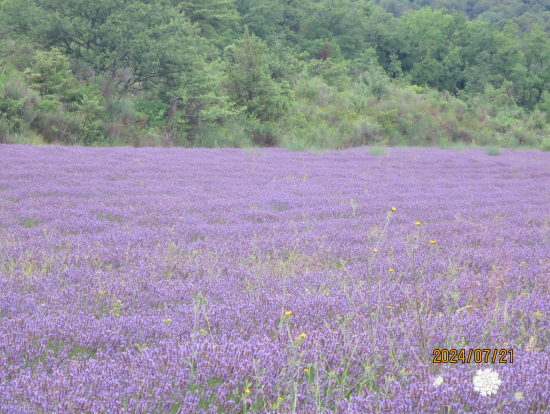 二つ目のラヴェンダー畑