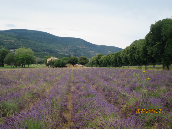三つ目のラヴェンダー畑