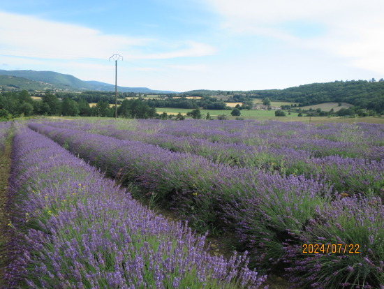 最後のラヴェンダー畑