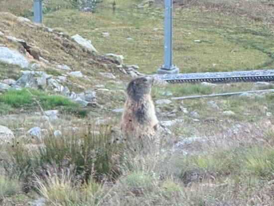 マーモットに出会える