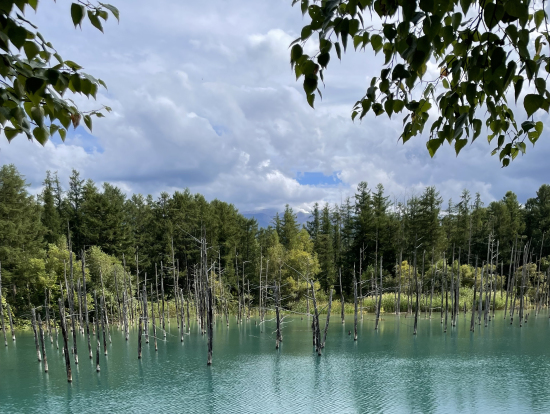 青い池はとてもきれいでした。