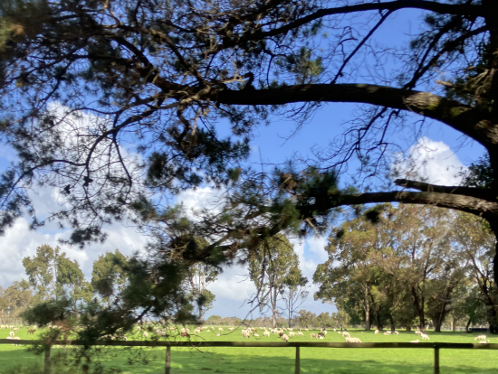 動物もたくさん見れました