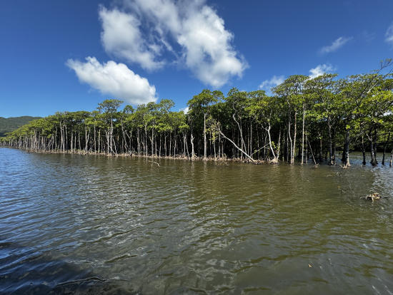 マングローブ見学