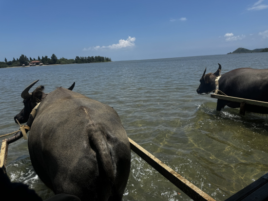 由布島行きの水牛