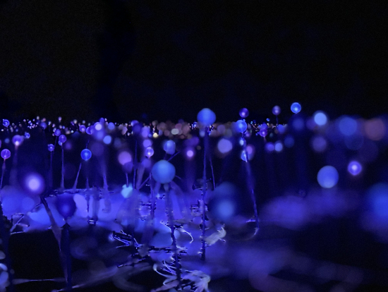 iPhone15で撮影しました。すごい