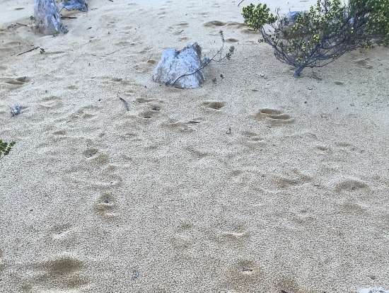 カンガルーたちの足跡